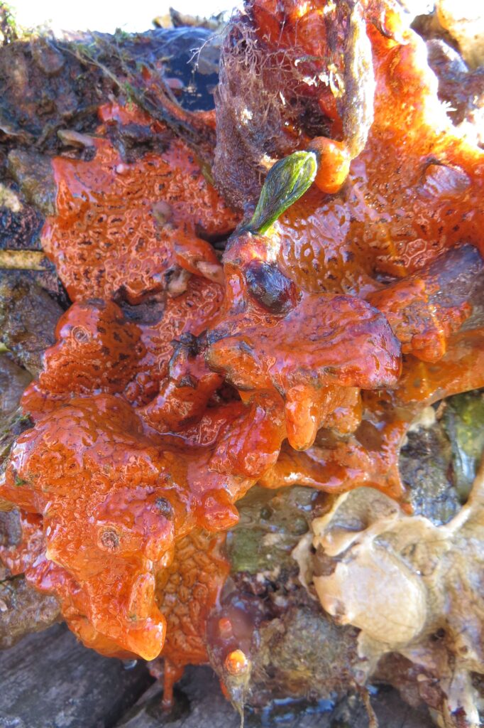 colonial Sea Squirt closeup photo