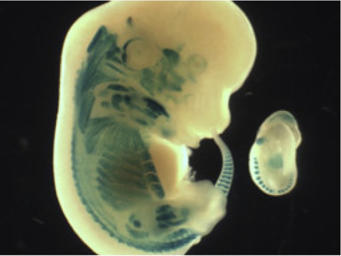 Mammalian Development