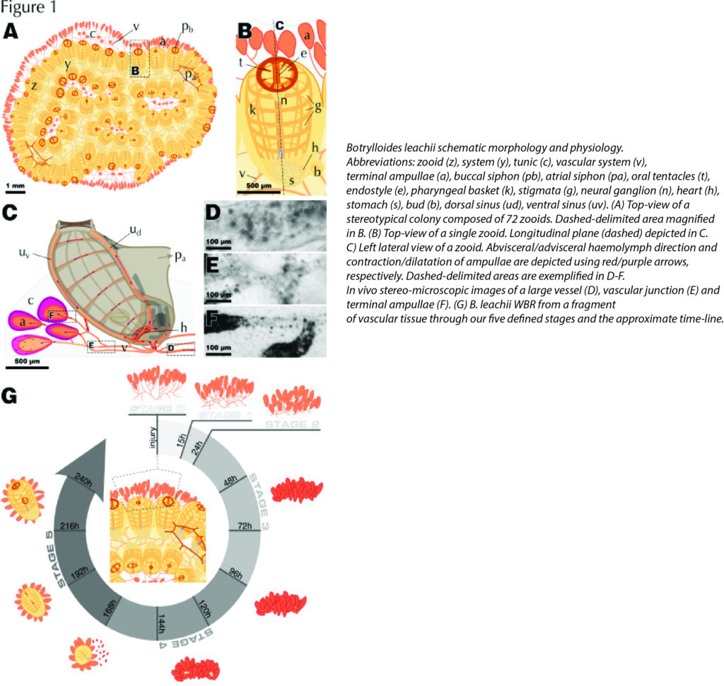 Morphology of Botrylliodes Leachii